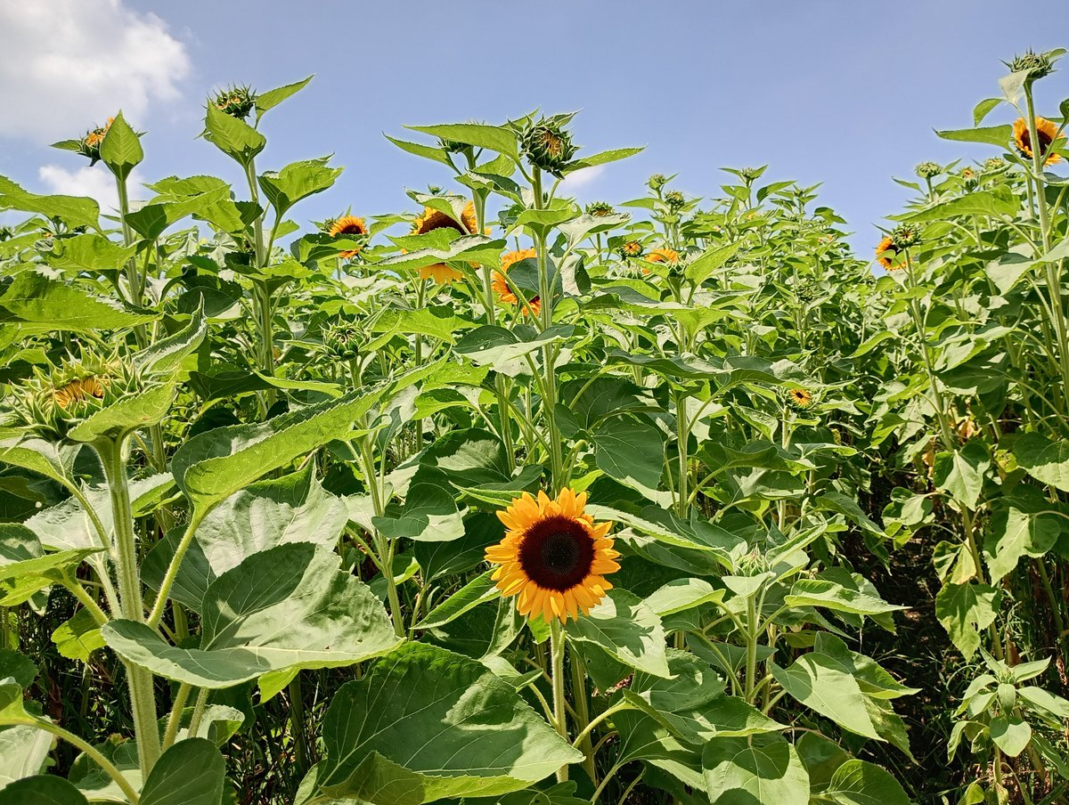 lucy_10107's tweet photo. ヒマワリとナメタン🌻
めちゃくちゃ暑かった！！
#ナメタン https://t.co/0eQVUoBY6m
