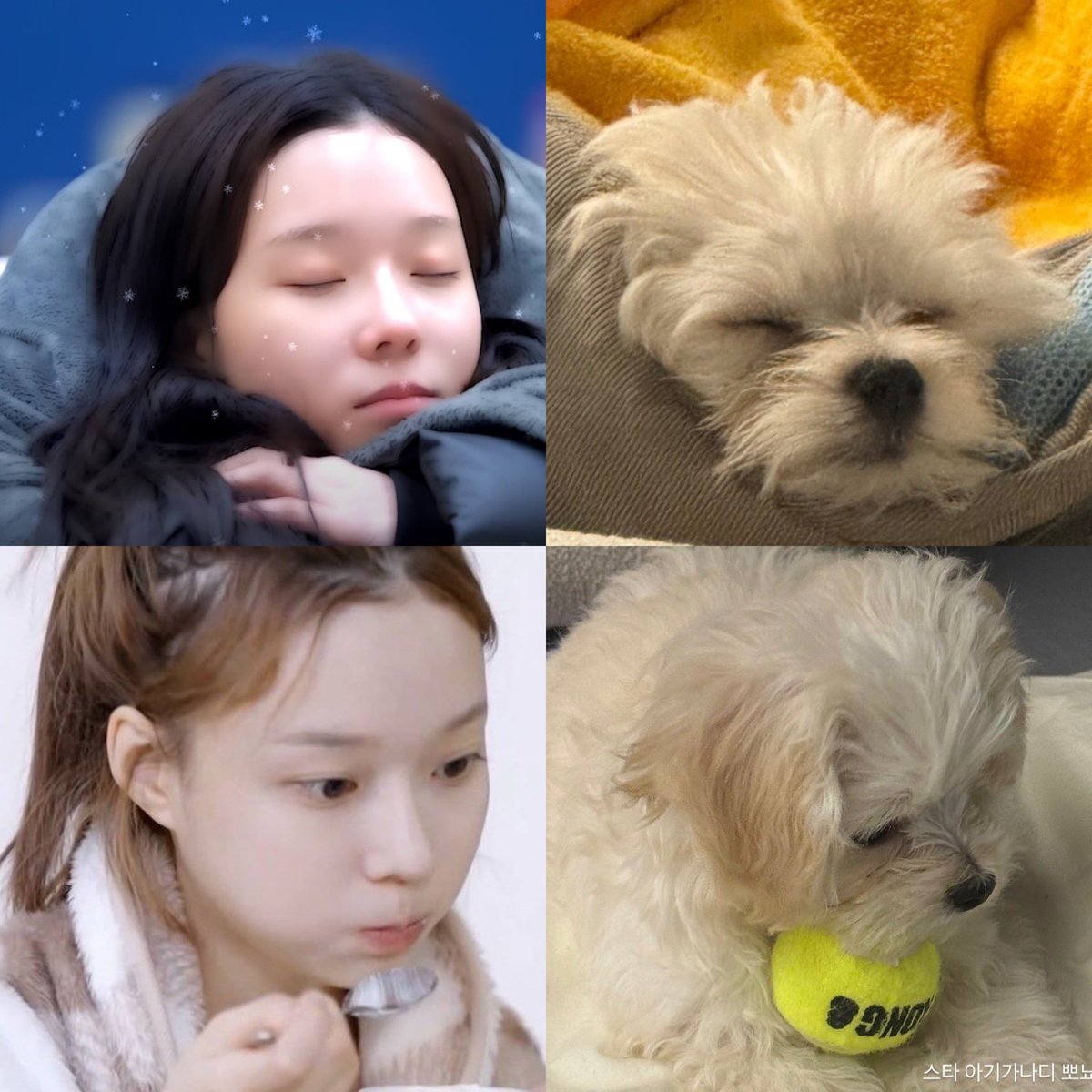 13e11's tweet photo. ก็ว่าแล้ว ทำไมคุ้นๆ 
น้องหนาว โปเนียว copy paste🐶 https://t.co/7WAiiWUvc4