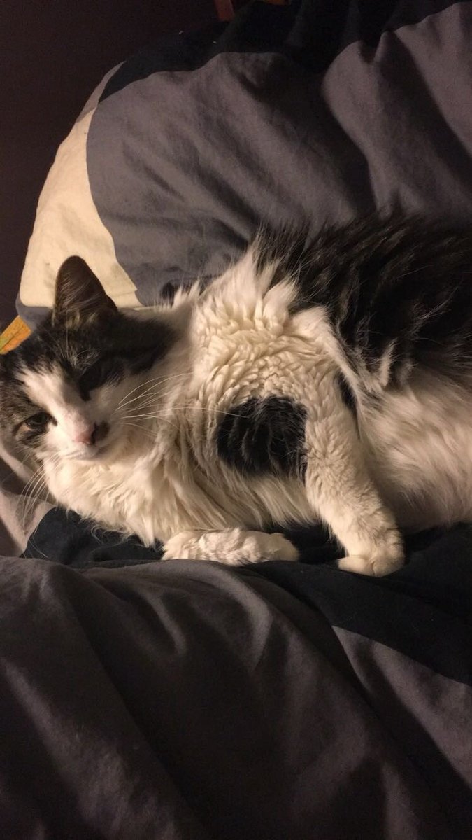 chewberts's tweet photo. 4 year old chewy being a baby on my middle school dan howell comforter https://t.co/yjiUeFQuT6
