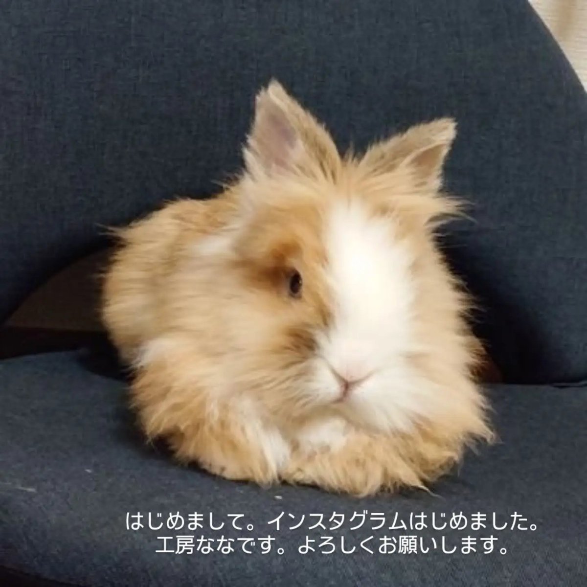tawasiusa's tweet photo. 今更ですがインスタグラムはじめました。そちらもよろしくお願いします。
tawasiusagi https://t.co/JkZ8Nvwqp7