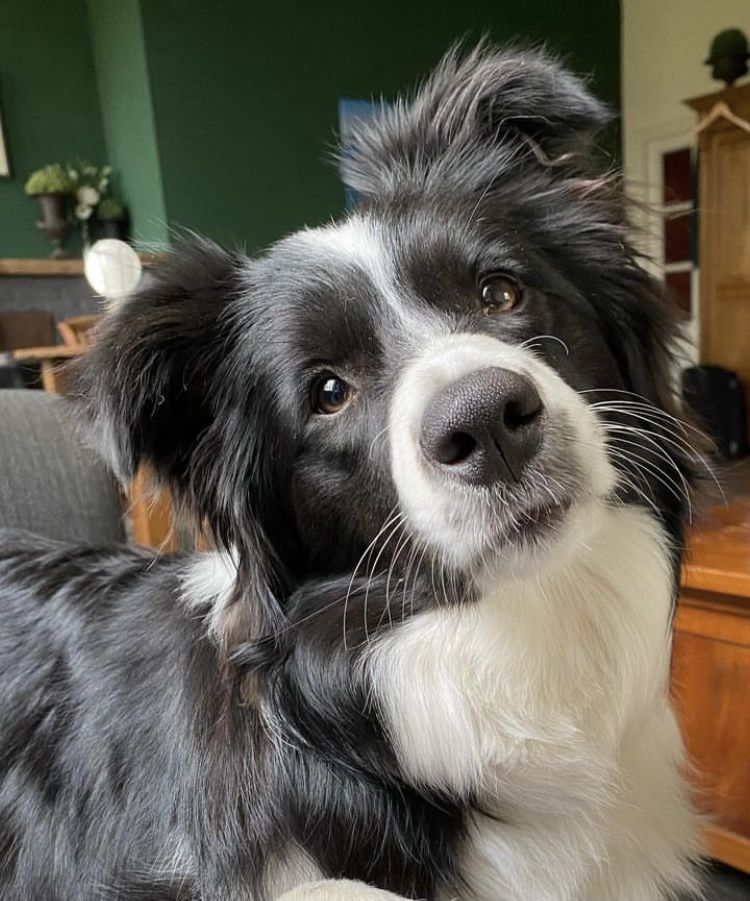 dogssaveworld tweet picture
