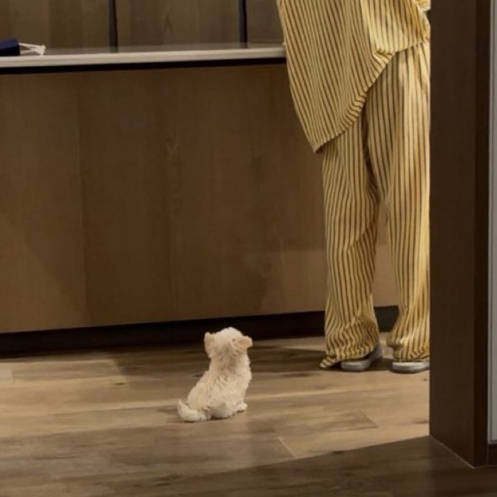 icurina's tweet photo. pponyo is only one popcorn tall https://t.co/mpwi7pROpz