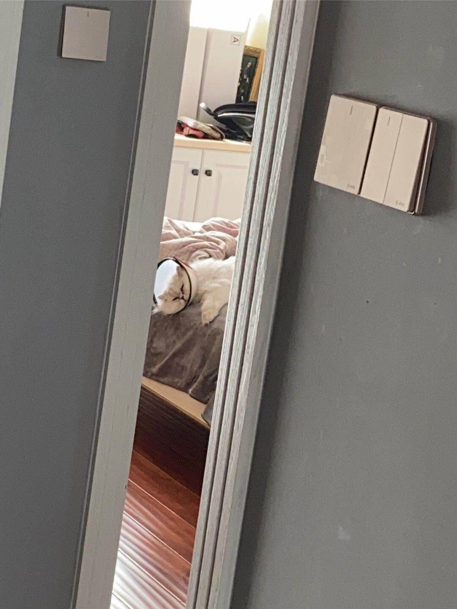 Limyi90's tweet photo. When I got home in the evening and saw my little chubby cat's utterly dejected expression, I felt both amused and a little sorry for her. I didn't even eat properly; I just sat on the floor and played with her for a while. https://t.co/m8Q22yiRk3