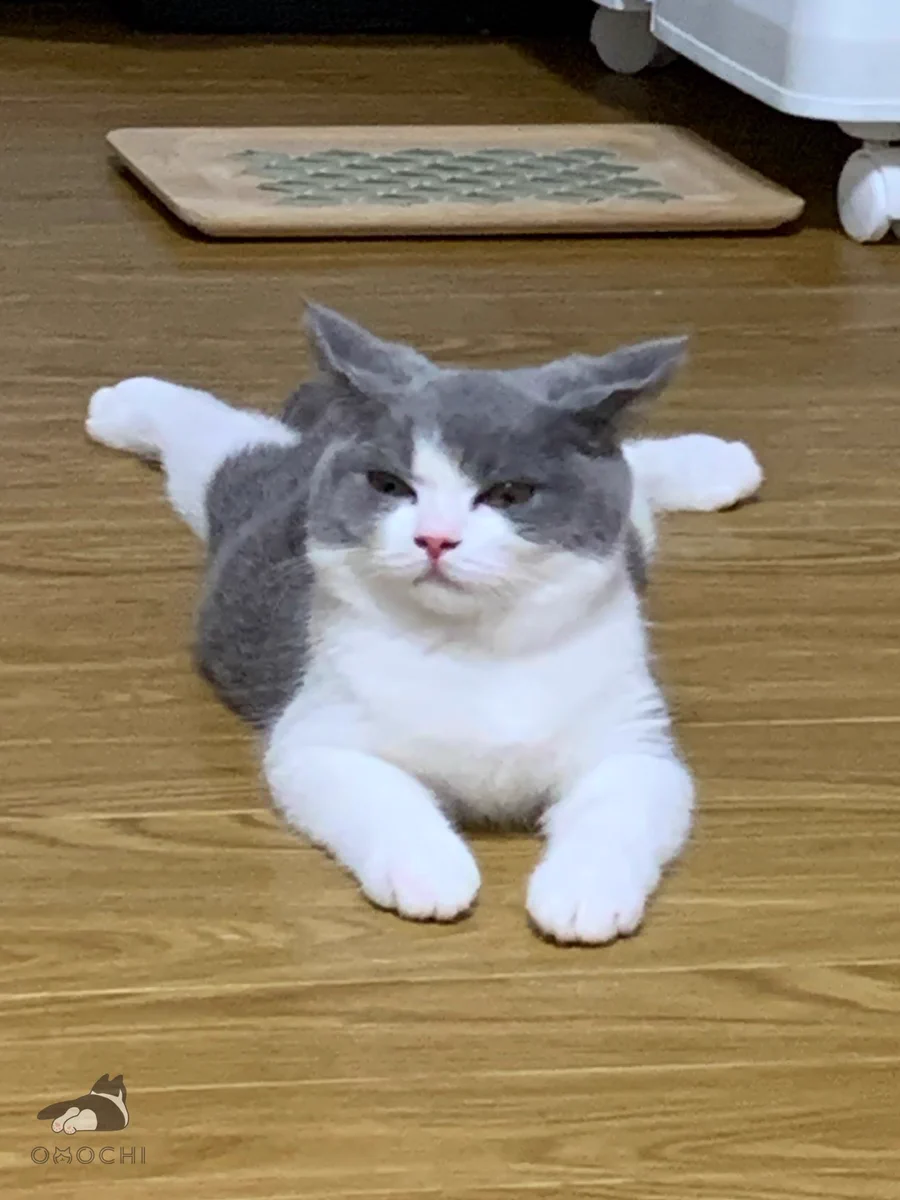 おもち on X: 