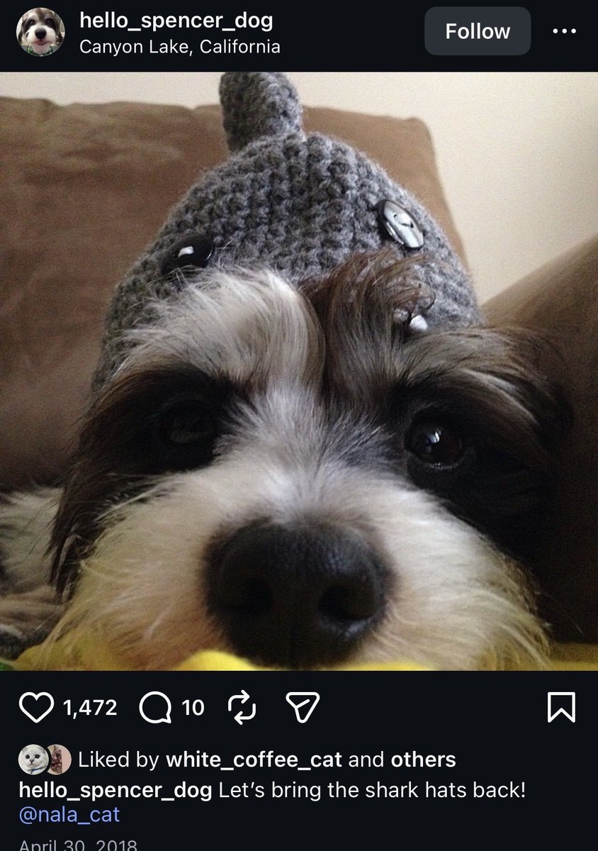 SharkDogToken's tweet photo. @SharkWeek Isn’t our little 🦈 🐶 the cutest?! https://t.co/kVpbMY7Vom