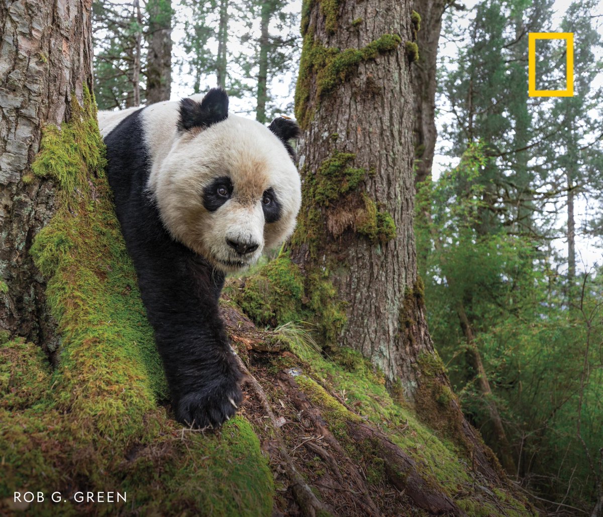 NatGeo's tweet photo. Nat Geo Explorer Rob G. Green spent three weeks tracking clues with two forest rangers and three fellow Nat Geo Explorers to photograph this giant panda. After placing a camera trap—and waiting three months—he finally got the shot: https://t.co/qLx02Hp1DD https://t.co/iWNl0R5PaU