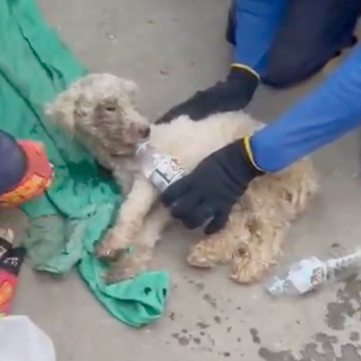 Dexerto's tweet photo. A dog has been rescued alive after surviving 29 days trapped beneath earthquake rubble 

Beyli has now been reunited with his 11-year-old owner https://t.co/ufiz0rcO1p