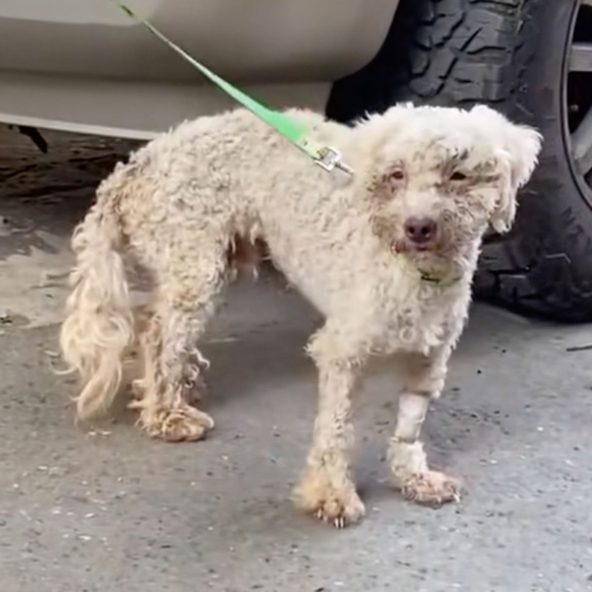 Dexerto's tweet photo. A dog has been rescued alive after surviving 29 days trapped beneath earthquake rubble 

Beyli has now been reunited with his 11-year-old owner https://t.co/ufiz0rcO1p