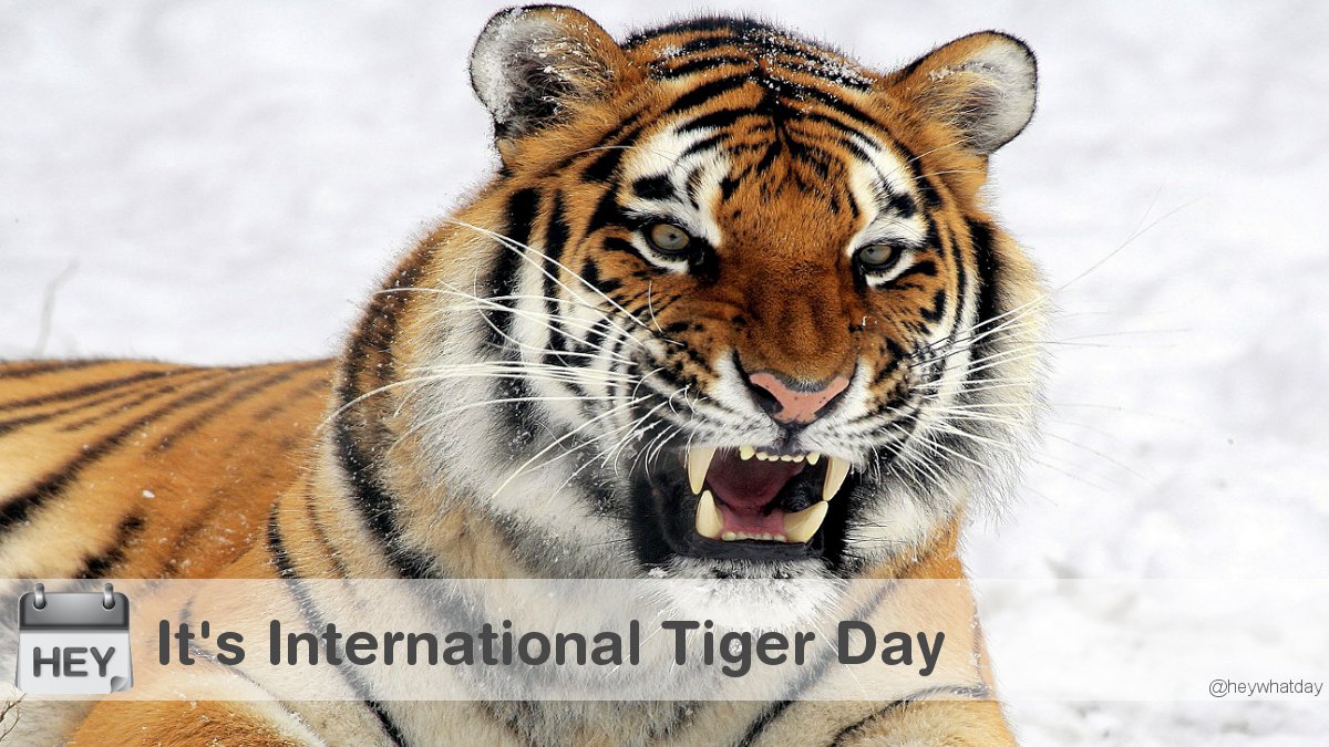 HeyWhatDay's tweet photo. It’s International Tiger Day! 
#InternationalTigerDay #TigerDay #WorldTigerDay https://t.co/S0gNaHUh0C