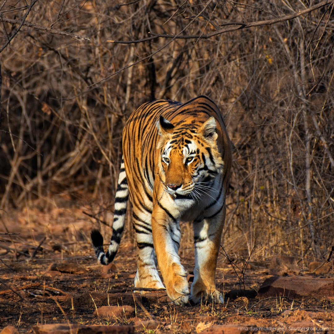 UNESCO_es's tweet photo. ¿Qué se necesita para proteger a un tigre? Un ecosistema sano.

La #ReservaDeBiosfera de Panna, en la India, constituye un hábitat esencial para el tigre y para muchas otras especies. Las comunidades locales tienen un papel clave en su conservación.

En el #DíaDelTigre, Panna nos recuerda que la protección de la vida silvestre comienza por proteger los lugares que hacen posible la vida. En todo el mundo, los sitios designados por la UNESCO salvaguardan la biodiversidad, fortalecen la relación entre las personas y la naturaleza y apoyan soluciones que benefician a ambas.

 https://t.co/L0AxpRjLvH