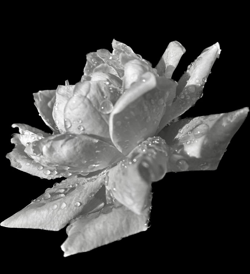 jlVickers47's tweet photo. #WednesdayRose #RoseWednesday https://t.co/n6PcfpLPrv