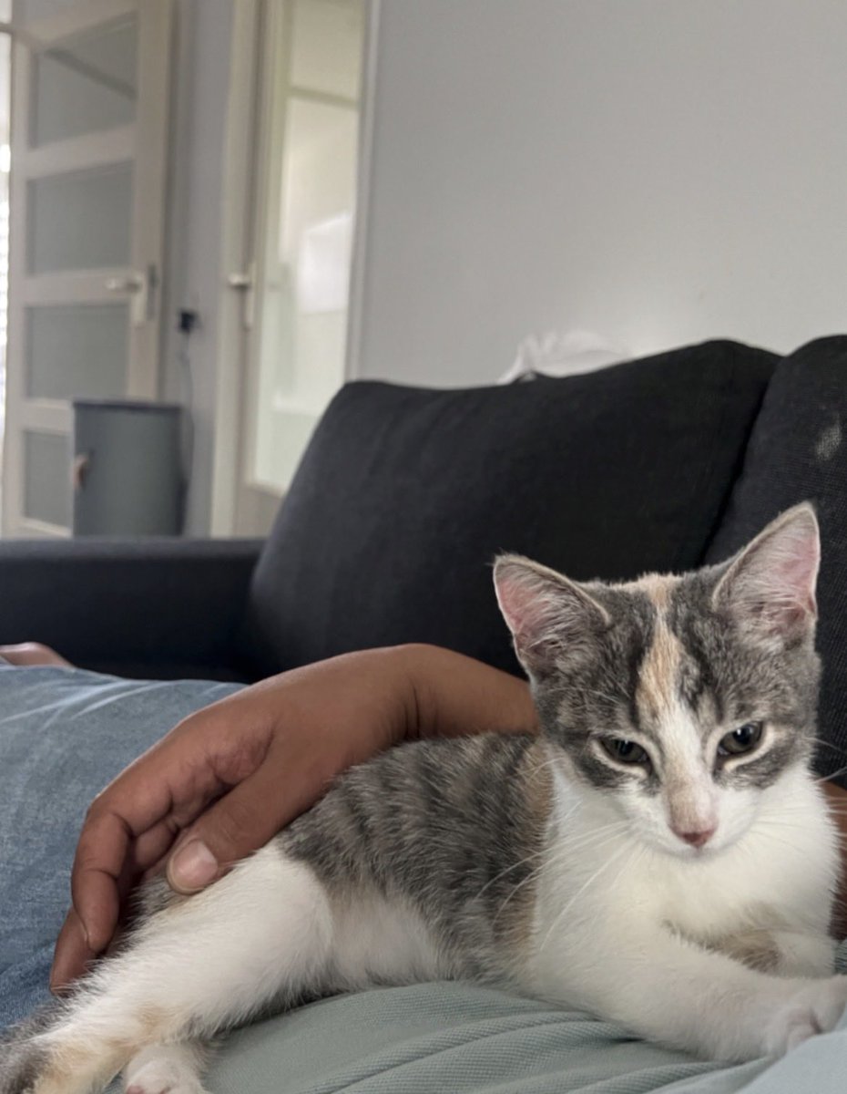 cyber_elite1980's tweet photo. Toen zij nog klein en lief was 🤣😅 haha is zij nog steeds hoor en ondeugend en super cute 🥰😻
#lovecats
#lovepets https://t.co/mCfjOIQO7g