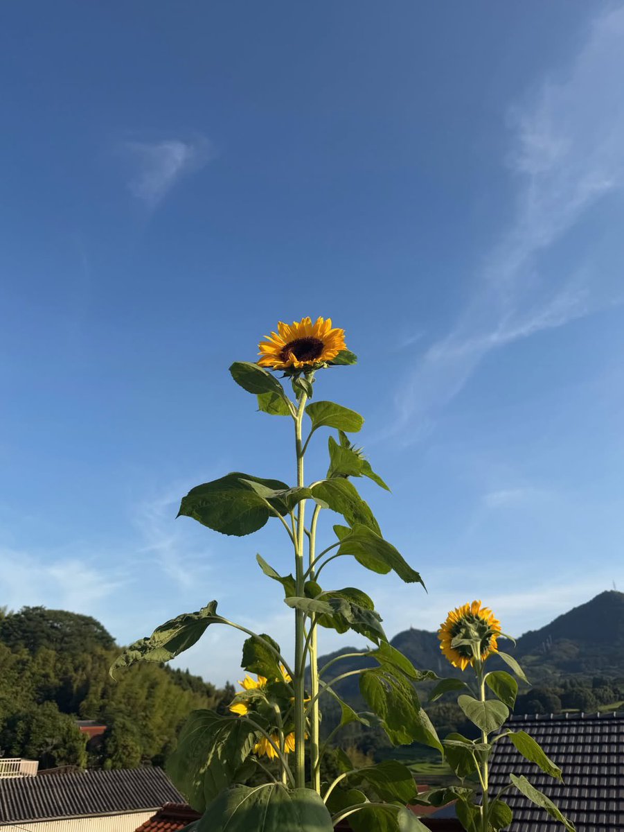 _mhx98_'s tweet photo. 思いっきり緑を吸い込みたい🌿

#日常垢 #日常垢さんと繋がりたい https://t.co/Ntlo8aZugb