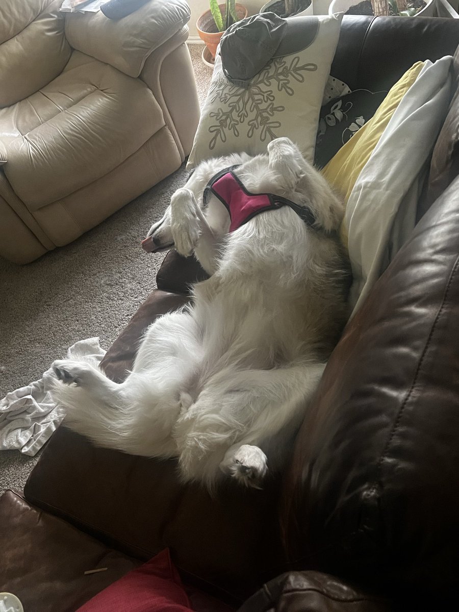 TonyLoch's tweet photo. @REDROMINA This is Angel. She’s a Husky Collie mix https://t.co/F2WtH4o6Xh
