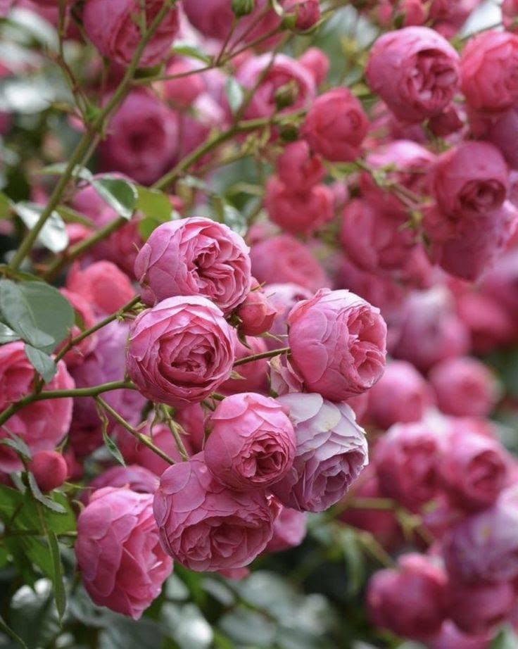 GorselSl's tweet photo. #RoseWednesday https://t.co/5wy3lT1ief
