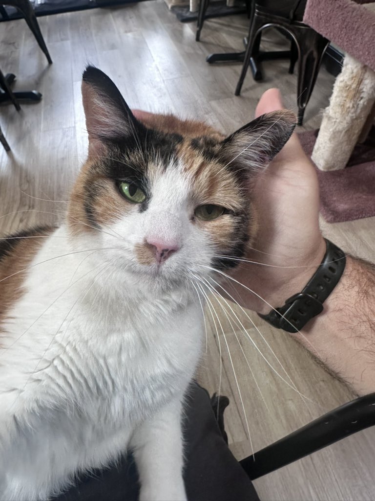 Pawsandclaws99's tweet photo. Honey on my lap again! #cats https://t.co/gxvQwJA7Ve