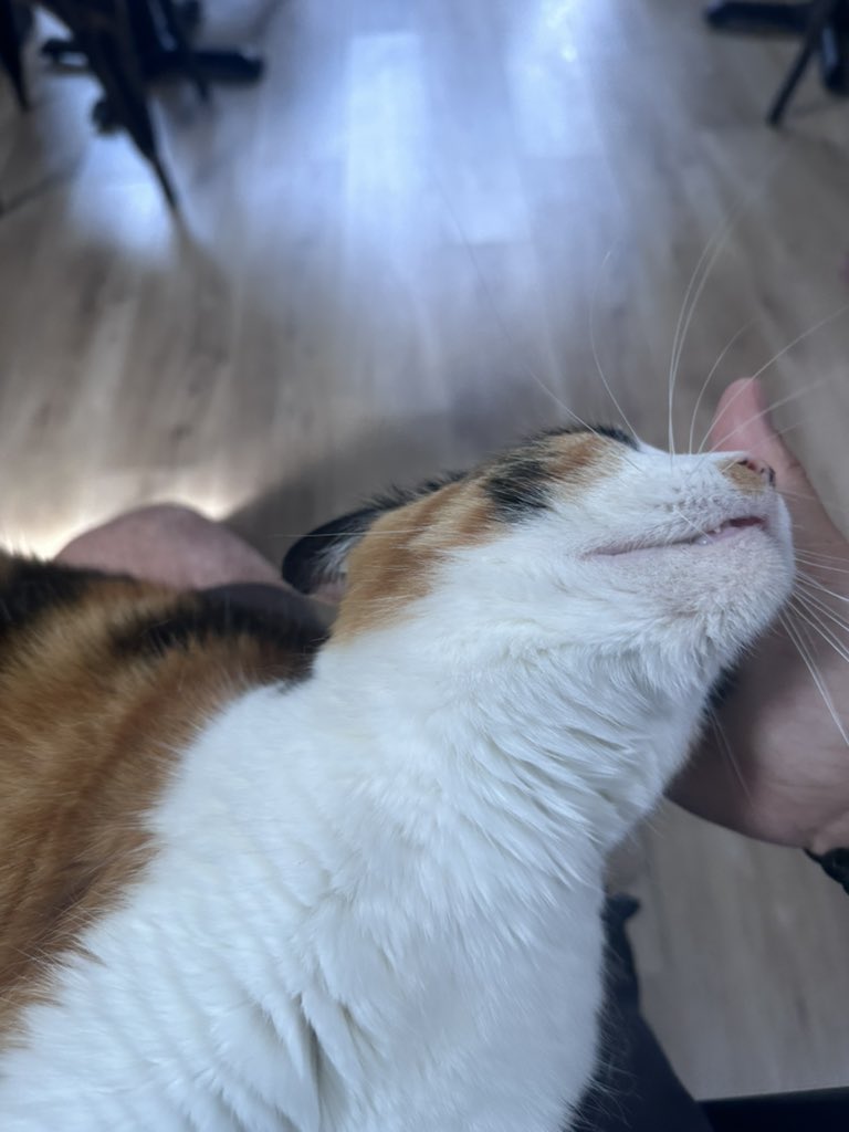 Pawsandclaws99's tweet photo. Honey on my lap again! #cats https://t.co/gxvQwJA7Ve