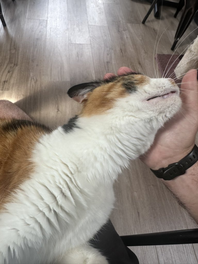 Pawsandclaws99's tweet photo. Honey on my lap again! #cats https://t.co/gxvQwJA7Ve