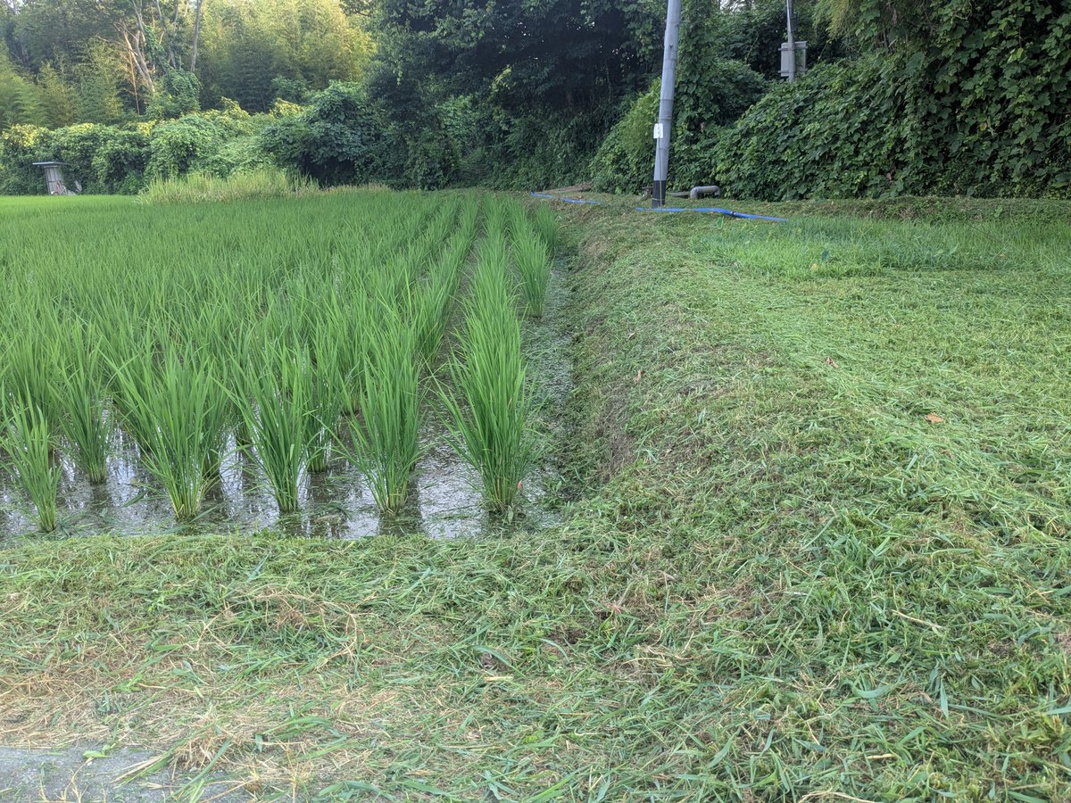 rakkyomu's tweet photo. 大阪での紙芝居から帰宅後、一穂プロジェクトの田んぼの草刈りと草取りしてきました。
今年は範囲も狭いので仕事後の小一時間でも終わるし、何よりお世話になってる農家さんの丁寧な水管理で草が少ないのが本当にありがたい。

草刈りしてたらお世話になってる方が真桑瓜くれた。つくづく感謝です。 https://t.co/Yr2CdSU1j8