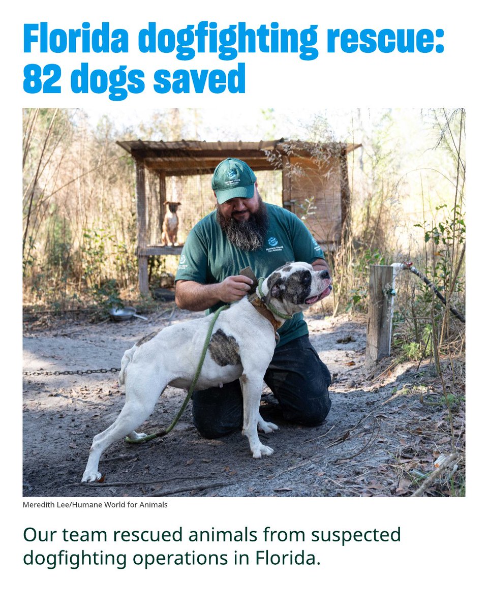 humaneworldorg's tweet photo. When our Animal Rescue Team followed sheriff’s deputies onto three secluded North Florida properties last December, some signs of suspected dogfighting were easy to spot. https://t.co/kGD2oWwUcu https://t.co/hTdfVCvofc