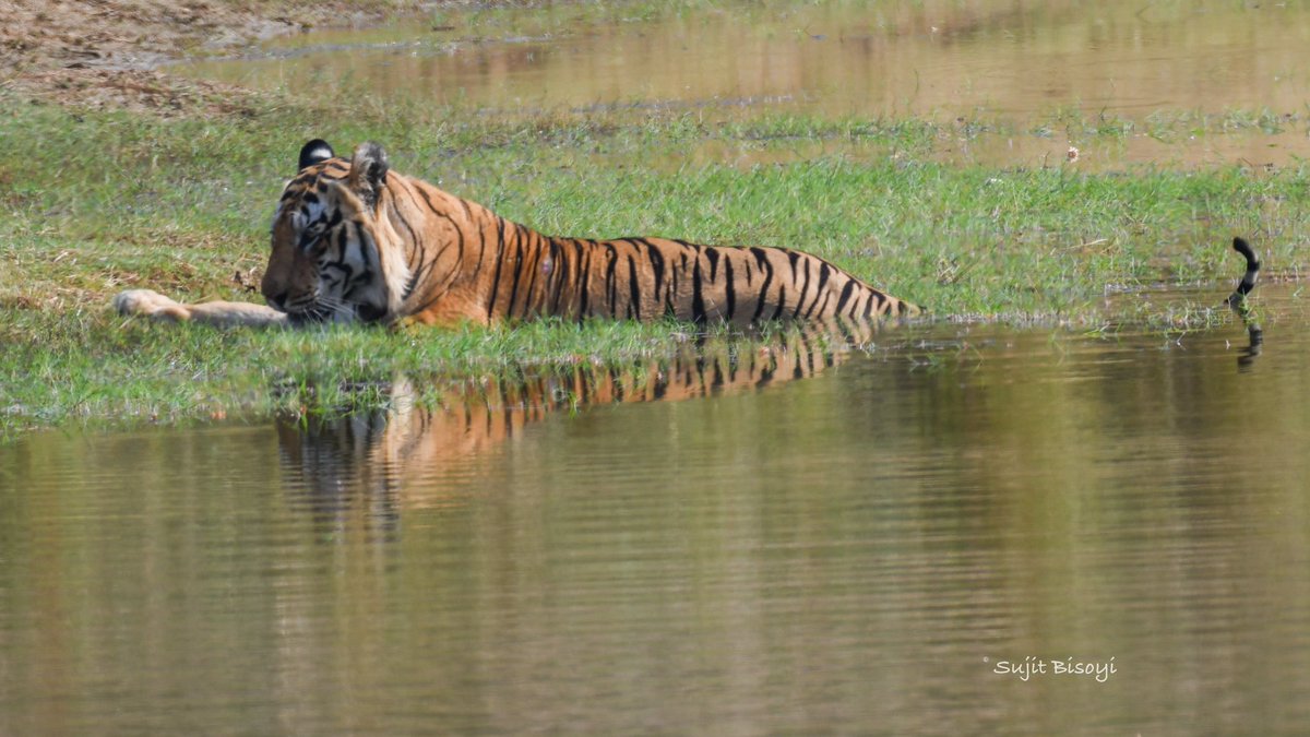 bisoyisujit87's tweet photo. Pride of the jungle!
On International Tiger Day, sharing a few of my clicks from TadobaтАУAndhari Tiger Reserve #SaveTiger https://t.co/jQ2JnkYu3Z
