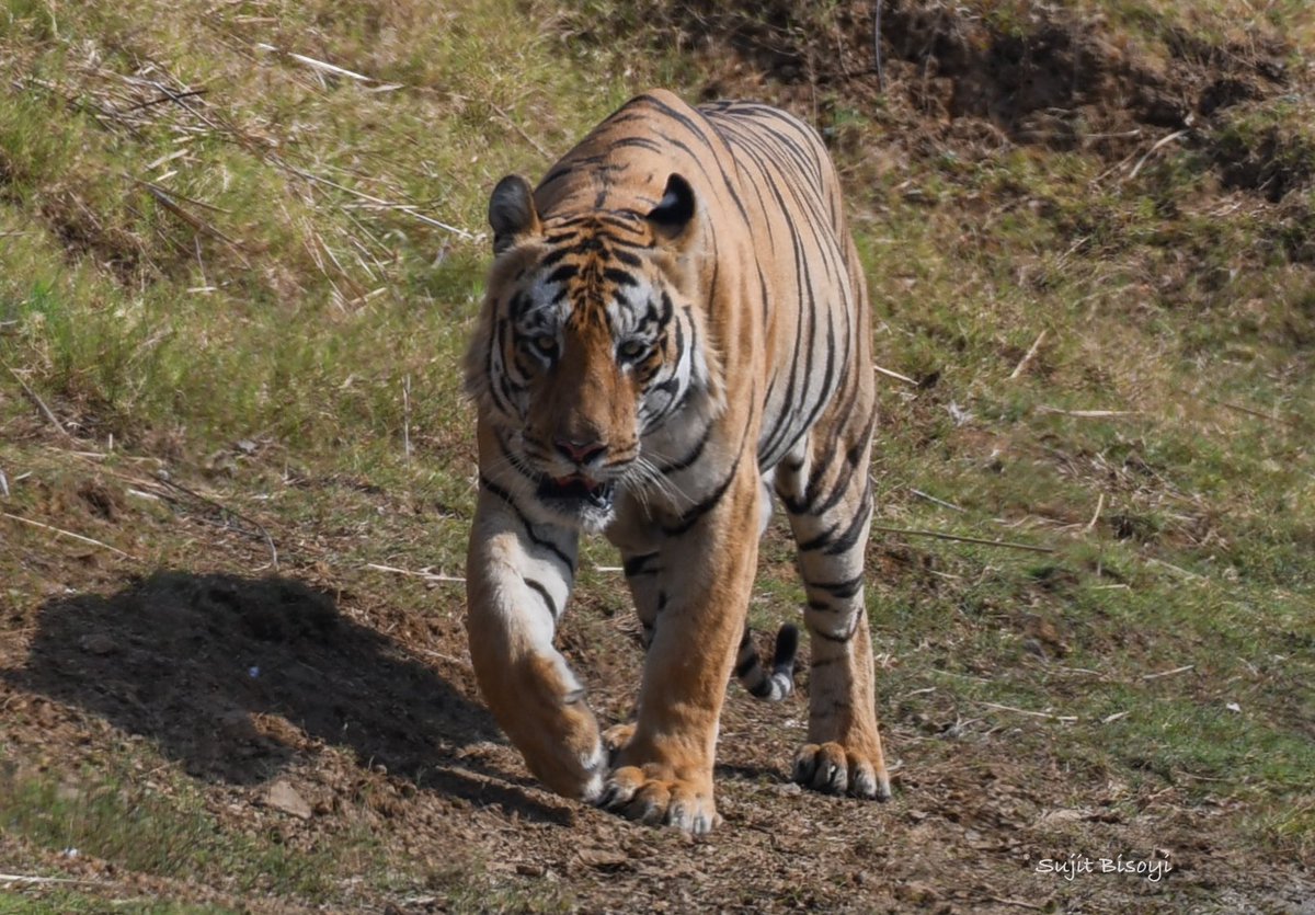 bisoyisujit87's tweet photo. Pride of the jungle!
On International Tiger Day, sharing a few of my clicks from TadobaтАУAndhari Tiger Reserve #SaveTiger https://t.co/jQ2JnkYu3Z