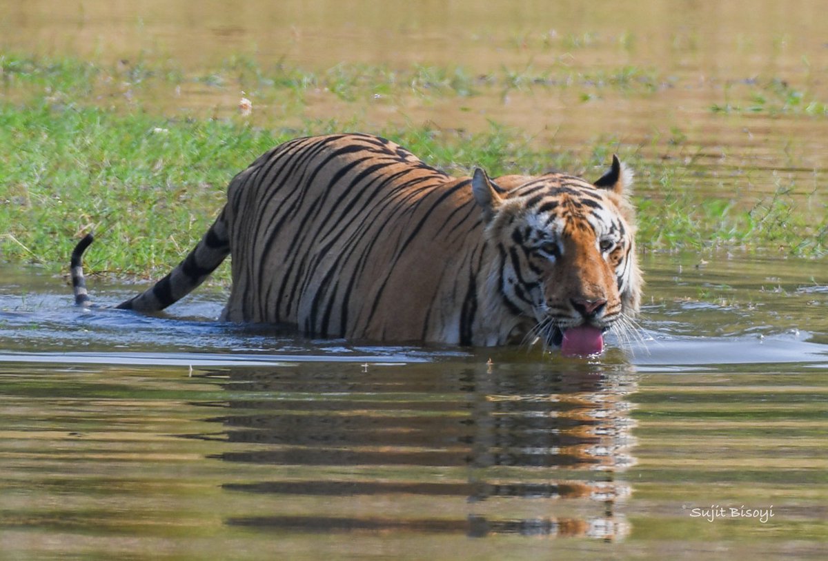bisoyisujit87's tweet photo. Pride of the jungle!
On International Tiger Day, sharing a few of my clicks from TadobaтАУAndhari Tiger Reserve #SaveTiger https://t.co/jQ2JnkYu3Z