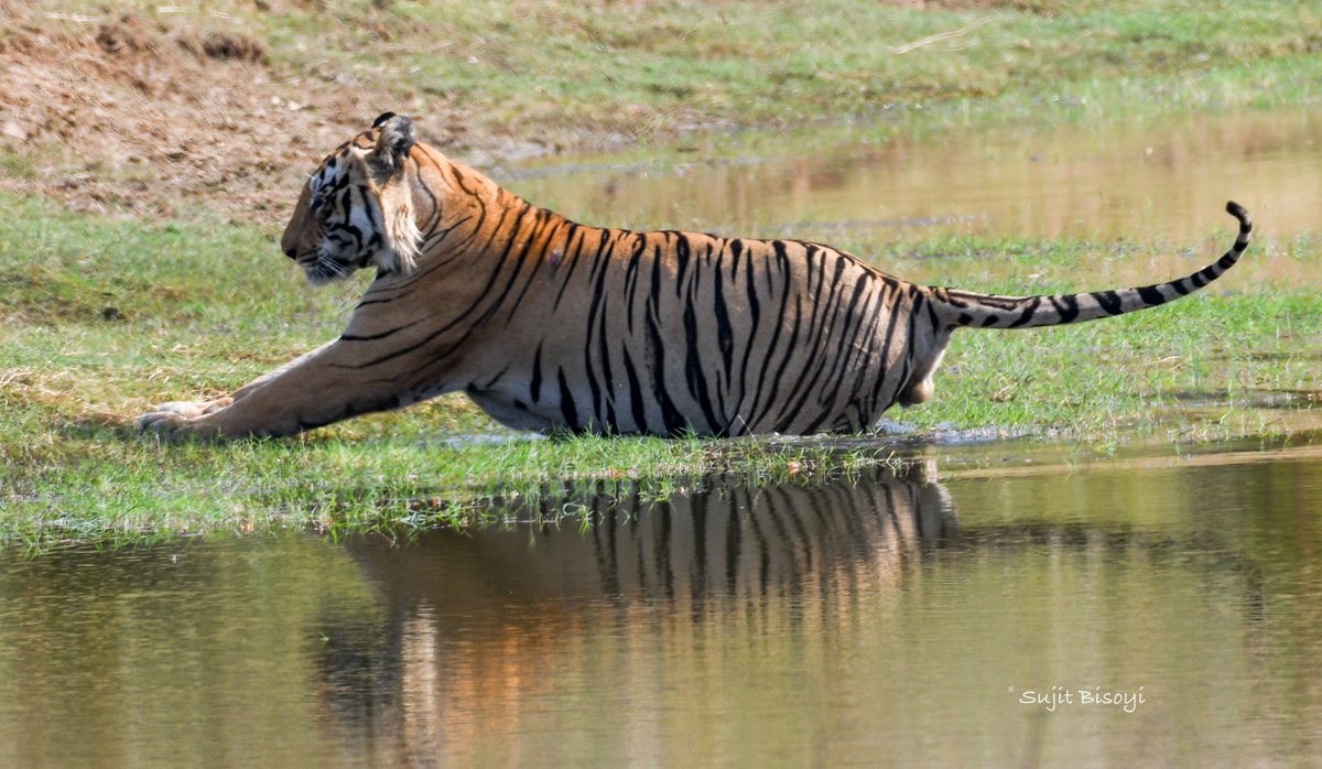 bisoyisujit87's tweet photo. Pride of the jungle!
On International Tiger Day, sharing a few of my clicks from TadobaтАУAndhari Tiger Reserve #SaveTiger https://t.co/jQ2JnkYu3Z