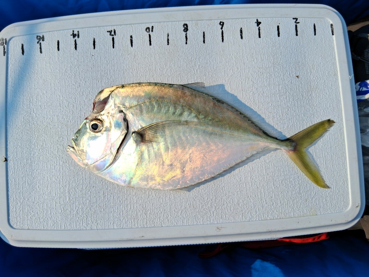 jennettespierob's tweet photo. Anglers are catching #BLUEFISH, #SPOT and ATLANTIC #MOONFISH (pictured). Ocean temp 74, air temp 75 at 9 a.m. A gentle SW breeze is blowing and there are small shore breakers. High tide 8:02 a.m. and 8:14 p.m. Low 1:56 p.m. https://t.co/Xq2mfykAwn