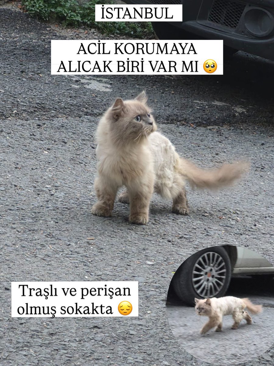 patiarkadas's tweet photo. Taşlı ve perişan halde sokaklarda korumaya alıcak kimse var mı acaba #istanbul Eyüp 

İnstagram @aydanlakedilihayat https://t.co/ieZ1yYvdfm