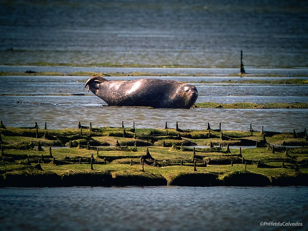 Image de Préfet du Calvados - 🦭 La meilleure façon de protéger un phoque ? Le laisser tranquille !
Chaque année, de nombreux pro