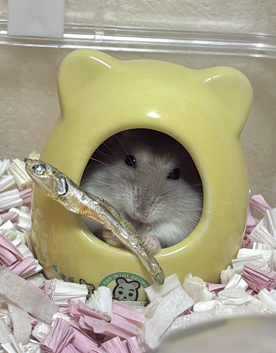 taihamun's tweet photo. ねこちゃん  #ハムスター https://t.co/LINX3x4VOb
