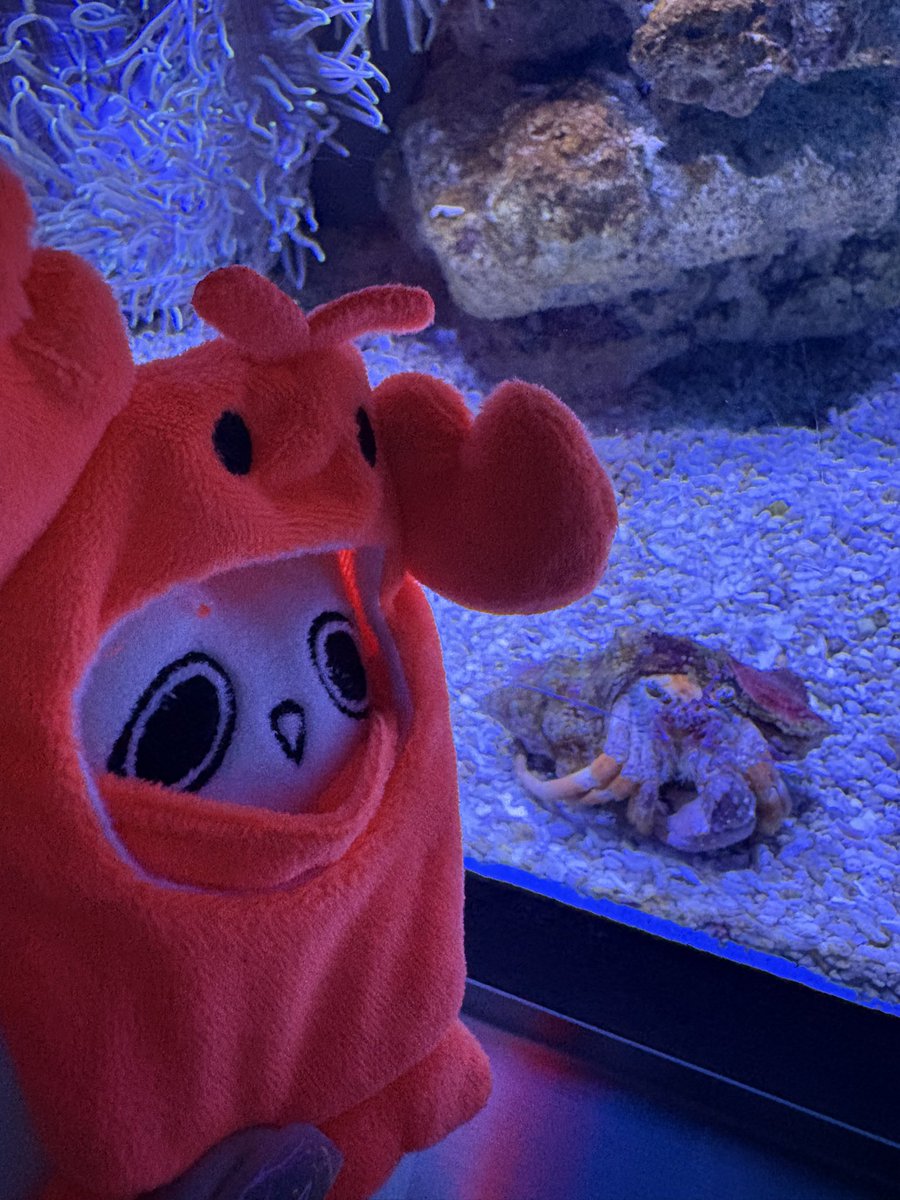 music_nochi's tweet photo. ぺうさん、それはヤドカリさんだよ🐚
ザリガニはいませんでした🦞

#健やかなるぺう https://t.co/nEErtvbNOy
