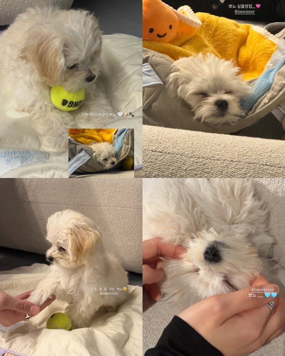 winteraphy's tweet photo. I get when Winter said Pponyo sleeps half a day cuz out of 4 photos 2/4 she's awake and another 2/4 she's sleeping ksksks https://t.co/DyBRfRcBlH