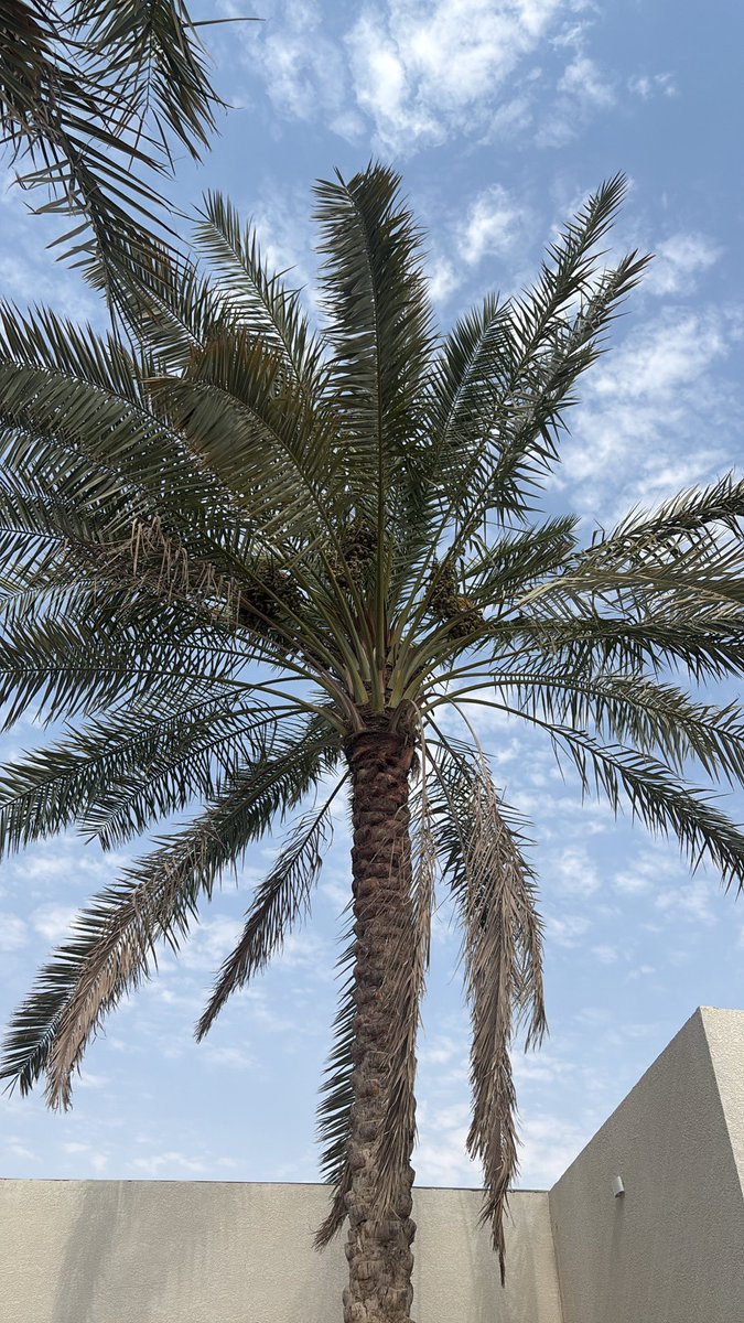 RraW_03's tweet photo. 🐬🥥🫐🌴 https://t.co/rq8iLnGc4a
