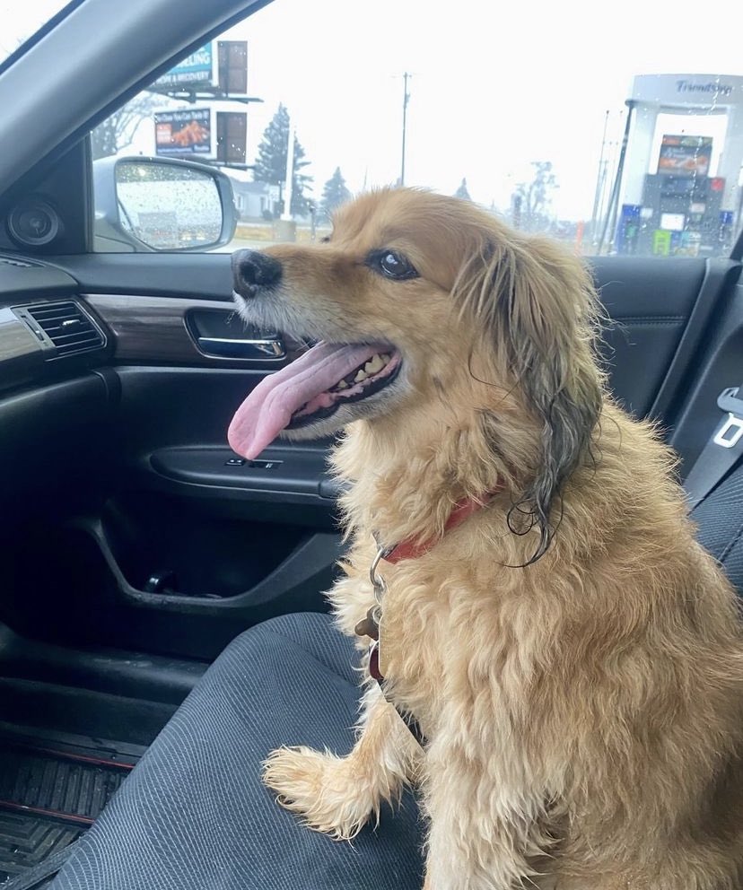 dolphrogers's tweet photo. Missing this superdog 🐾 #doglover #DogAlert https://t.co/4TkdlVWrsm