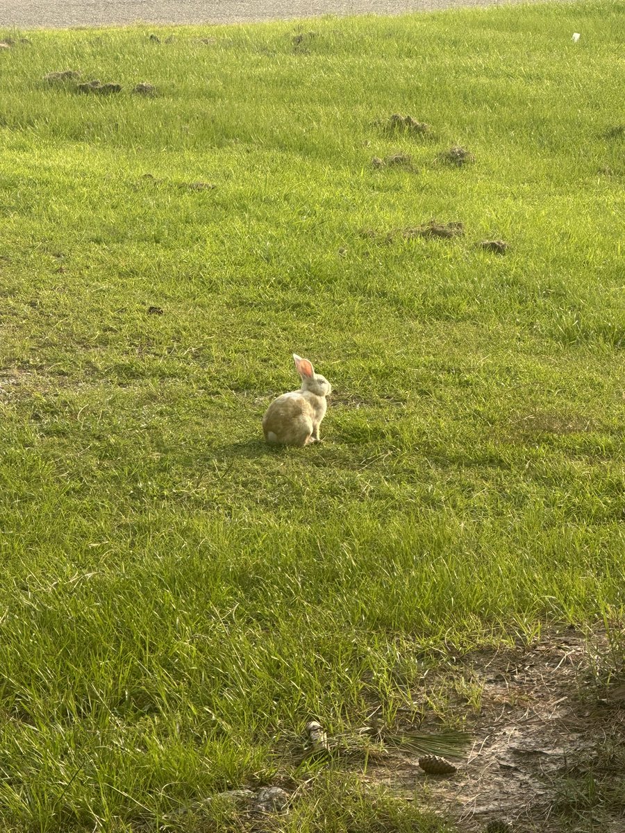 faerylfangs's tweet photo. My yard bunny 🤍 https://t.co/GemDouCdFT