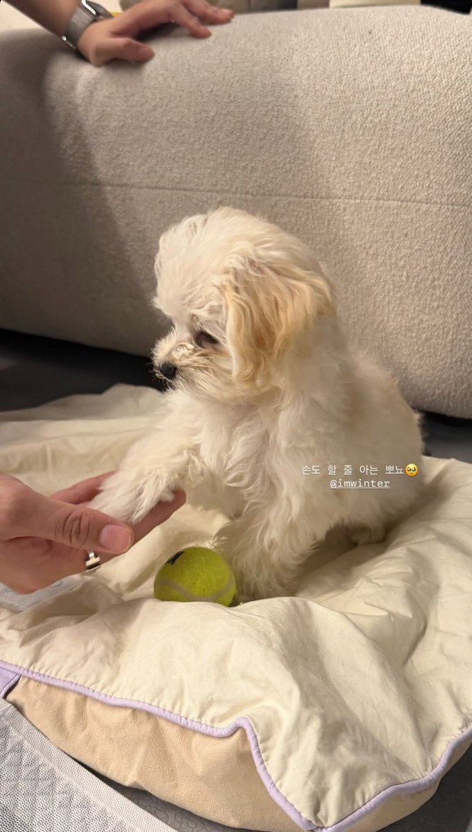 FarinePnZ's tweet photo. คือโปเนียวทำไมน่ารักแบบนี้ น่ารักมาก ๆๆๆ เหมือนแม่เลยยยㅠㅠㅠㅠㅠ😭😭😭😭 https://t.co/UVTYr98rrQ