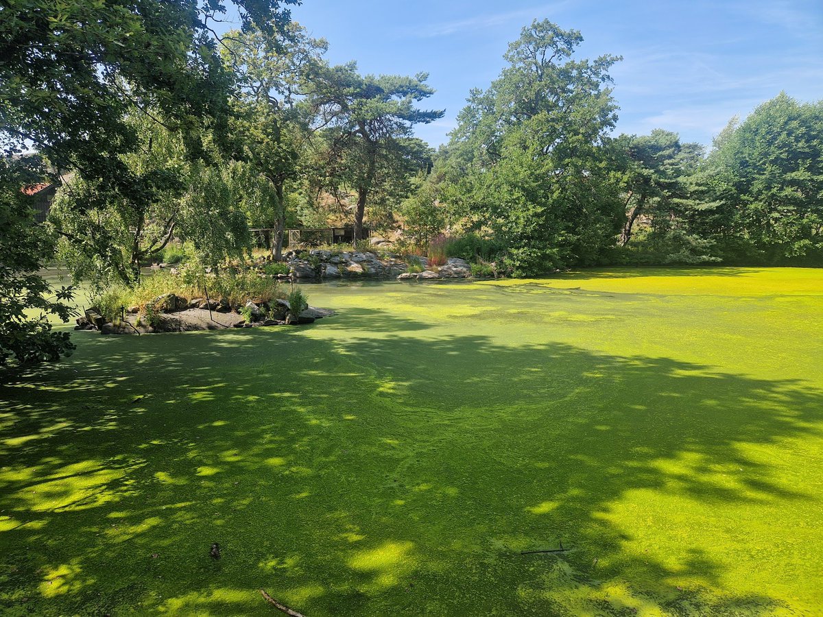 NgoloTesla's tweet photo. Apparently someone who calls himself Anon'golo added 312,500,000,000,000 electrons into one of the most visited ponds in Sweden, which has been algae-ridden and gross for years. 13 days later, it's starting to look like I was proven right, once more. https://t.co/plFgKcGduJ