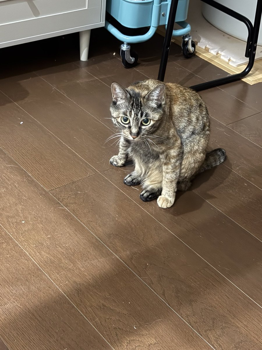 azuhom's tweet photo. 変な座り方き��！🐱 https://t.co/xhbfAM0LQ1