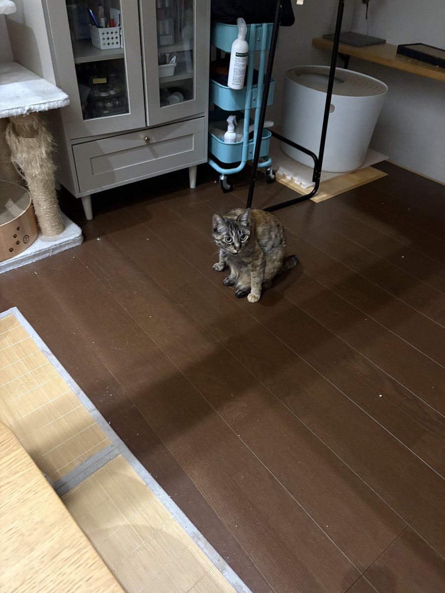 azuhom's tweet photo. 変な座り方き��！🐱 https://t.co/xhbfAM0LQ1
