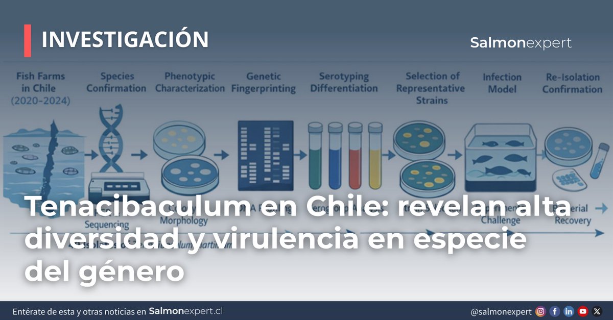 salmonexpert's tweet photo. Una investigación chilena identificó una amplia diversidad de especies del género Tenacibaculum y confirmó que algunas presentan mayor potencial de virulencia, aportando nuevos antecedentes para mejorar el diagnóstico y estrategias de vigilancia sanitaria

https://t.co/gjw6y5xdy7 https://t.co/20hOcvgeaV