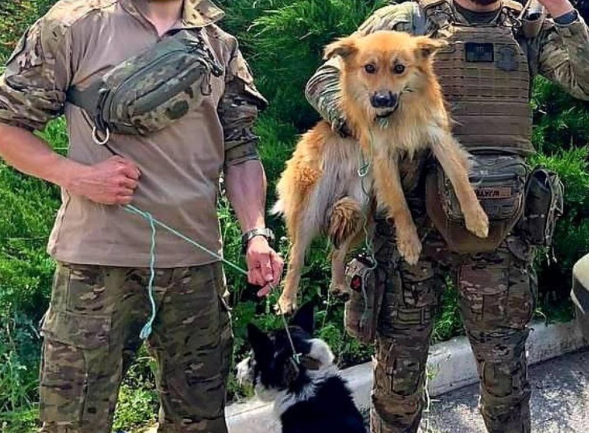 UAnimals.ENG 🇺🇦 tweet media