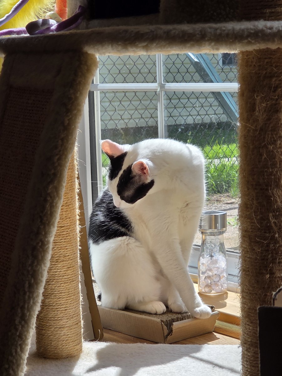 TheSprinklesCat's tweet photo. I'm still mad at Mother Nature for no sunshine! These pictures are NOT from today! No sunshine! Rain coming + cloudy skies! Maybe sunshine tomorrow! Hope mew have a purrfect #WontLookWednesday! #cowcat #CatsOfTwitterX #AdoptDontShop #StaySafeFurrends https://t.co/lQCAo0j7pP