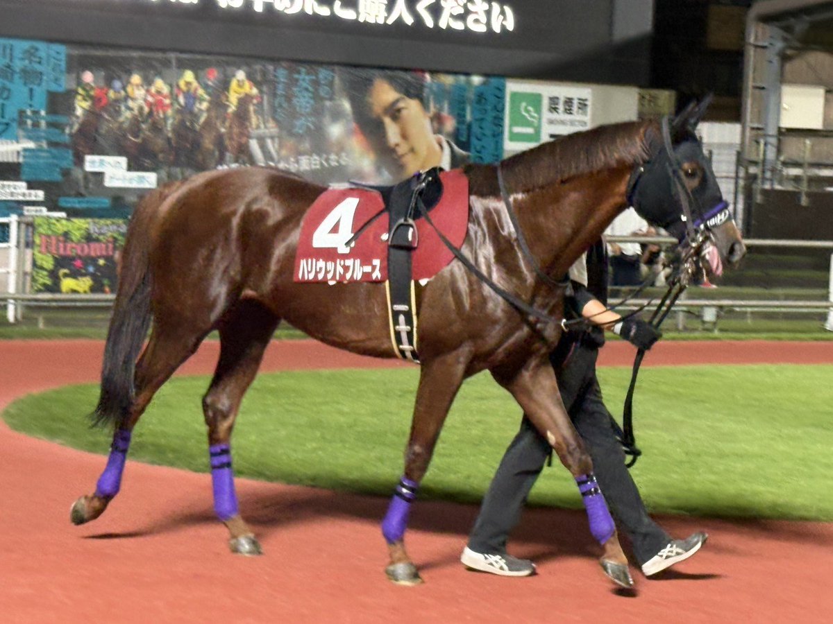 kyoto_tc's tweet photo. 川崎11R交流戦・スパーキングナイトチャレンジ出走のハリウッドブルース号が豪快に突き抜けて差し切り勝ち‼️

出資者の皆様おめでとうございます㊗️
応援して��ただいた皆様、関係者の方々ありがうございました🙇

＃野畑凌騎手
＃浜田厩舎
＃京都サラブレッドクラブ
＃京サラ https://t.co/LZKh0BkTYZ