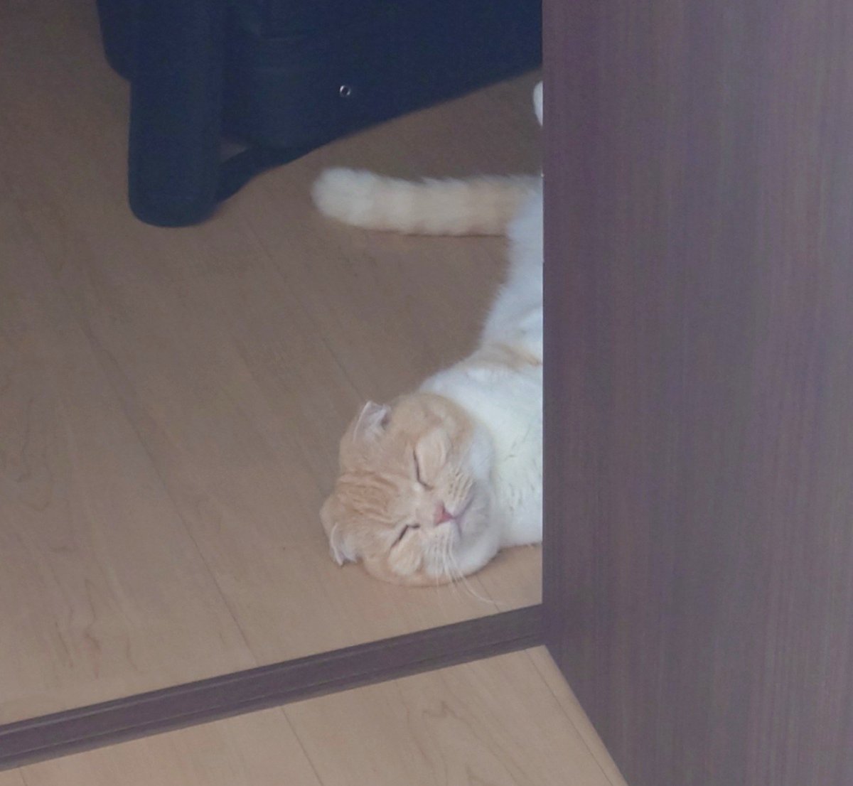 himri824's tweet photo. 朝起きてこんな顔じゃ一日寝ちゃうよね…
心が苦しいニュースばかりですけど少しでも和らぎますように… https://t.co/8uvTlmiBEp
