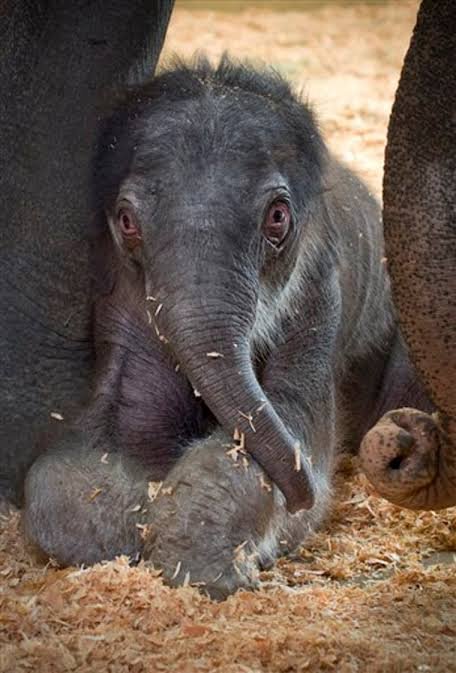 WorldofZoology's tweet photo. An experimental mRNA vaccine triggered immune responses in nine Asian #elephants. Two vaccinated juveniles later caught deadly EEHV1A but remained healthy without treatment, the first evidence that vaccination may prevent severe disease. 🐘💉
https://t.co/OFbrswqQ0w https://t.co/5inhVUic6V