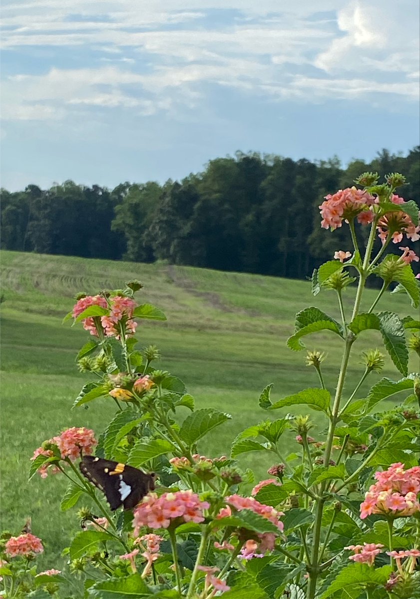 Kimbrell21758's tweet photo. Silver spotted Skipper enjoying the Lantana! https://t.co/Vkqp1PKoMm