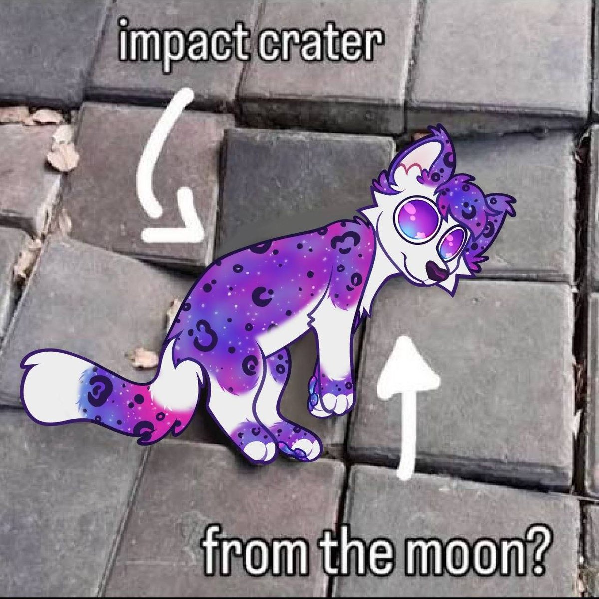 Astra_The_Kitty tweet picture