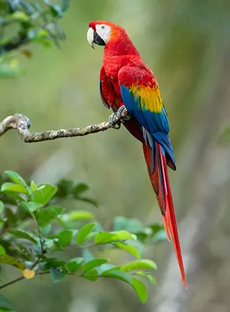 JMakhina's tweet photo. Parrot# Khan#madlanga https://t.co/DAbGwY4Jet